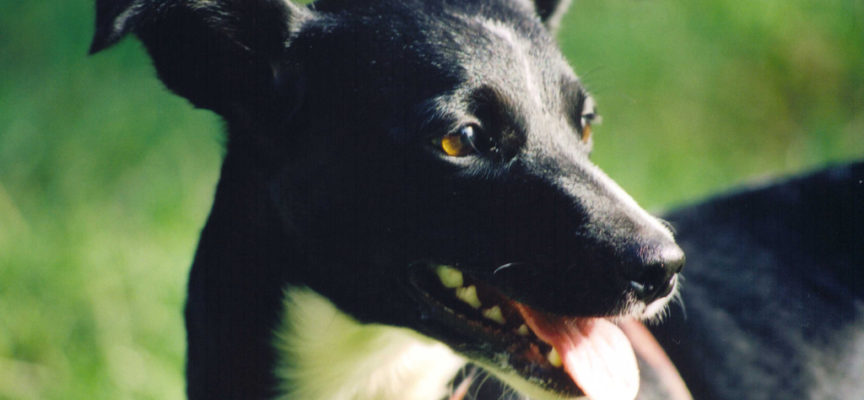 “Adotta un cane”, il progetto promosso dal Comune di Arezzo