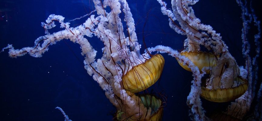Concorso per il finanziamento di progetti turistici sul patrimonio culturale subacqueo