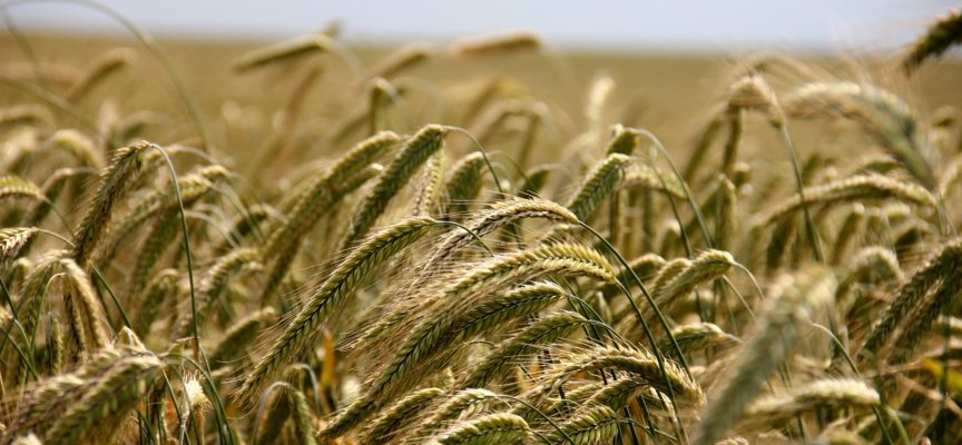 Alimenta2Talent: Idee per nuove imprese nel settore Agroalimentare