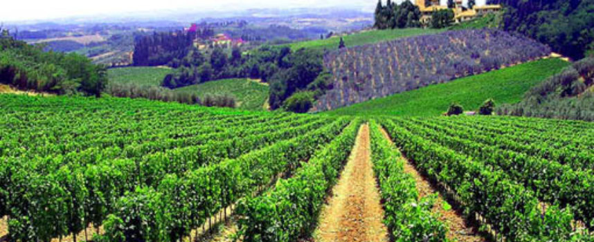 Speciale Cliclavoro: le professioni del settore vitivinicolo