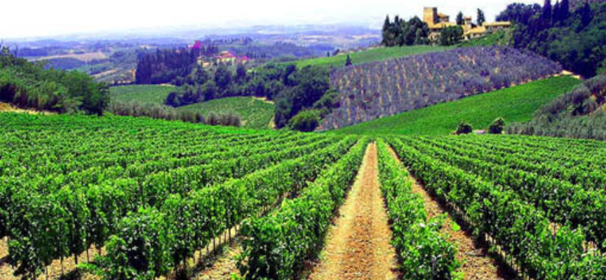 Speciale Cliclavoro: le professioni del settore vitivinicolo