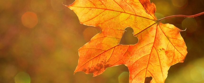 Festival del Fall Foliage nel Parco delle Foreste Casentinesi: gli appuntamenti a Badia Prataglia