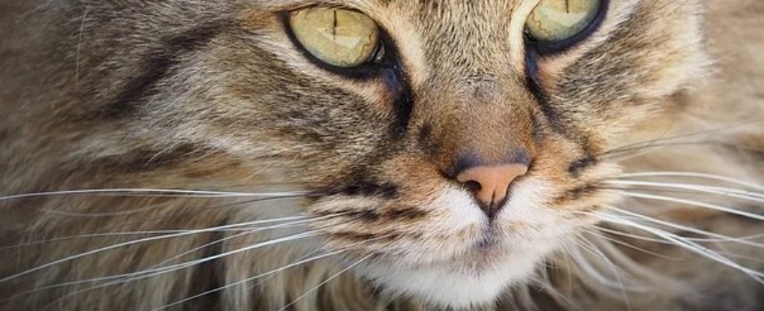 Comune di Arezzo: nuovo ordinanza di controllo anche sui gatti