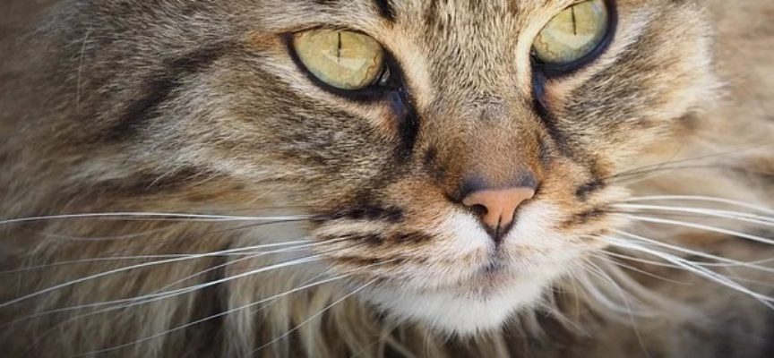 Comune di Arezzo: nuovo ordinanza di controllo anche sui gatti