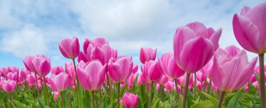 EURES: cercasi lavoratori stagionali per azienda svedese specializzata nella coltivazione di tulipani